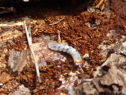 Réf. 139 008 : Rhagium inquisitor