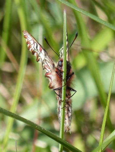 Zerynthia polyxena
