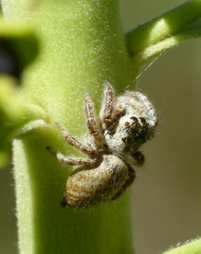 Carrhotus xanthogramma