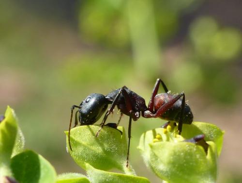 Camponotus cruentatus