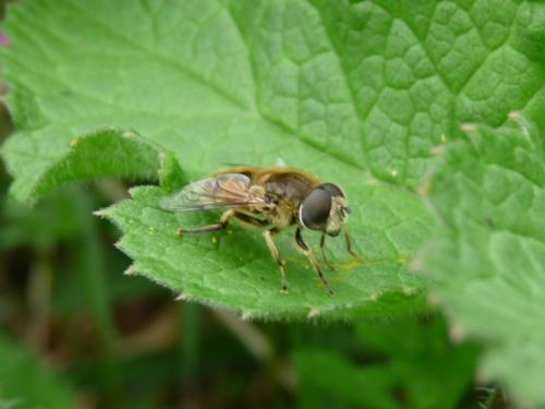 Eristalis arbustorum