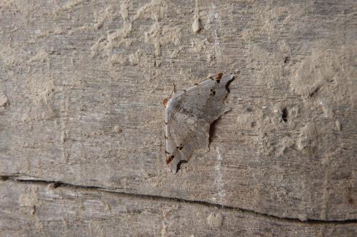 Réf. 139 356 : Macaria sp.