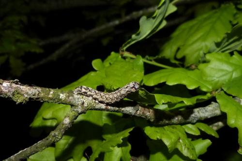 Griposia aprilina