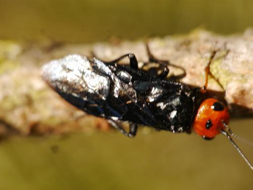 Réf. 139 429 : Acantholyda erythrocephala