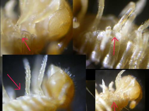 Hylebainosoma nontronensis