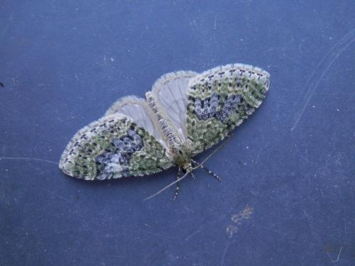 Acasis viretata