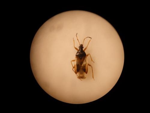 Anthocoris nemorum