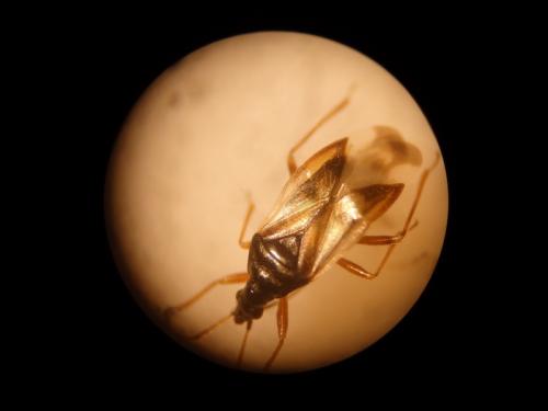 Réf. 139 091 : Anthocoris nemorum