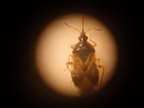 Orius sp.