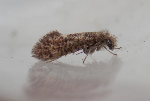 Dyseriocrania subpurpurella
