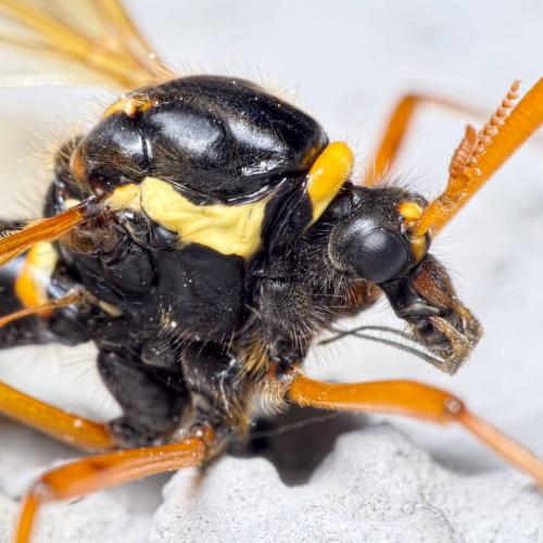 Réf. 139 458 : Ctenophora flaveolata