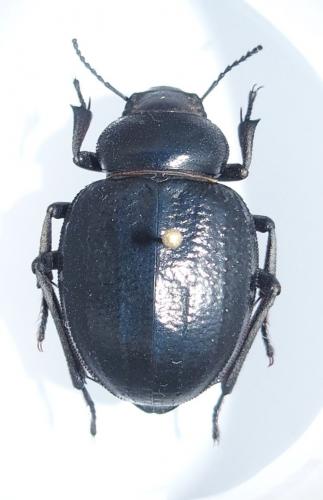 Réf. 139 424 : Pimelia laeviuscula laeviuscula
