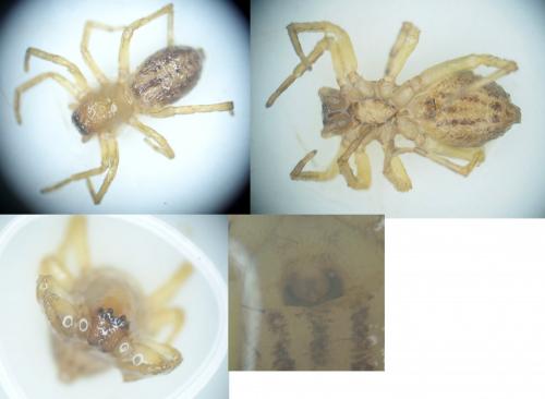Réf. 139 525 : Clubiona comta