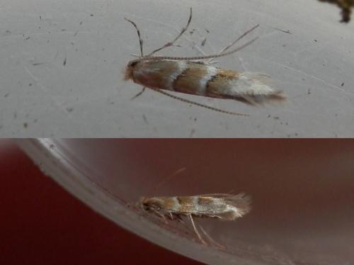 Réf. 139 521 : Cameraria ohridella