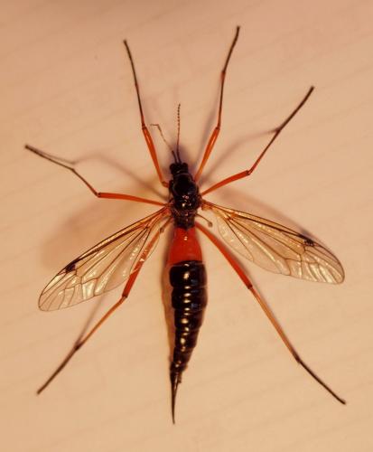 Tanyptera atrata