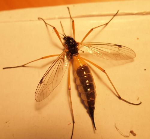 Tanyptera atrata