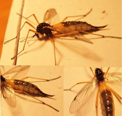 Tanyptera atrata