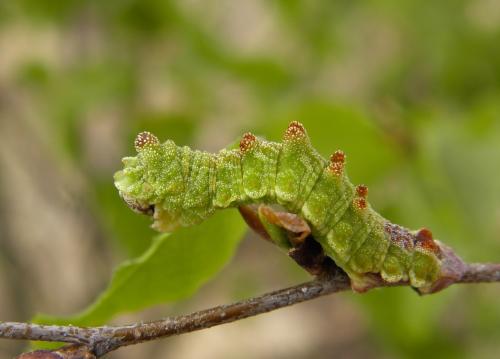 Réf. 139 908 : Geometra papilionaria