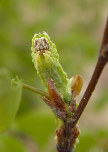 Réf. 139 909 : Geometra papilionaria