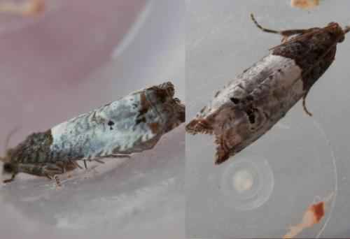 Réf. 139 626 : Notocelia roborana