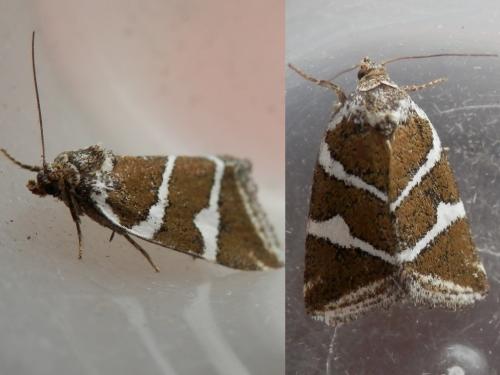 Deltote bankiana