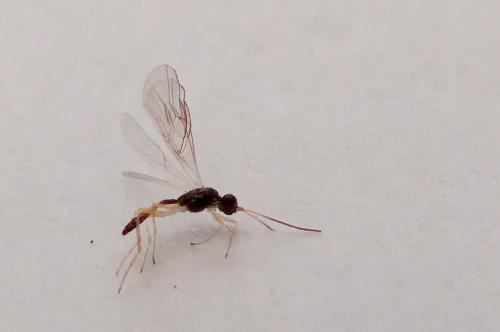 Colastes sp.