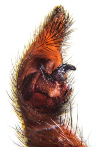 Réf. 139 435 : Hygrolycosa rubrofasciata