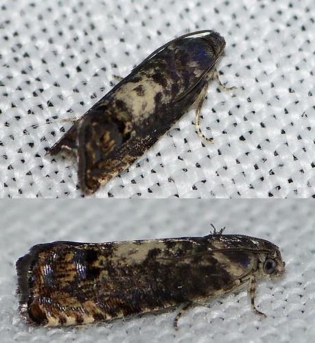 Pammene albuginana