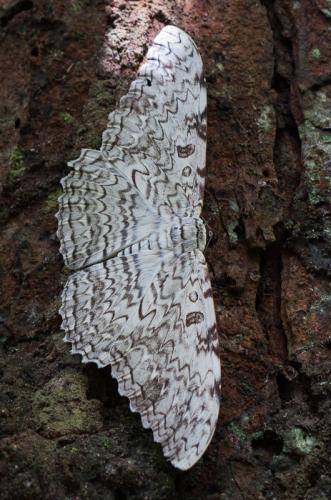 Thysania agrippina