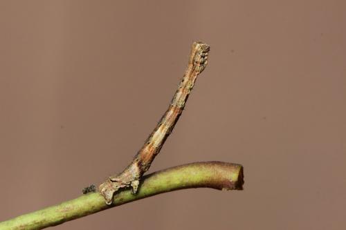 Crocallis elinguaria