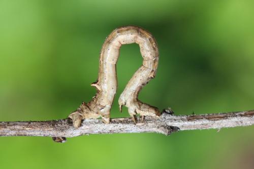 Réf. 139 858 : Angerona prunaria