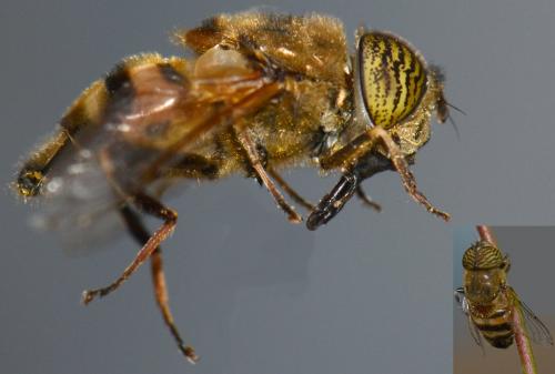 Eristalinus taeniops