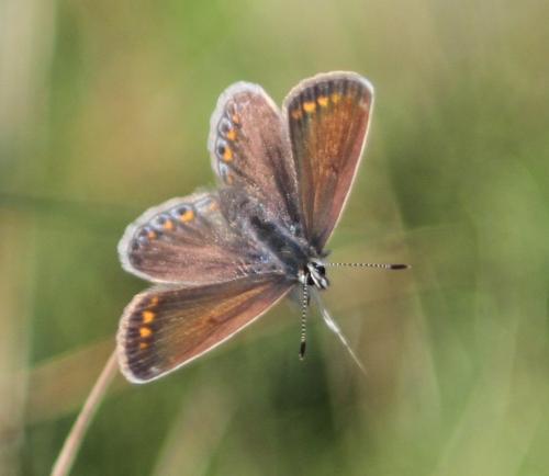 Polyommatus icarus