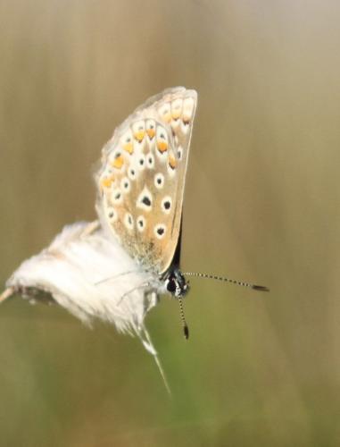 Polyommatus icarus
