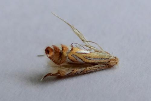 Phyllonorycter platani
