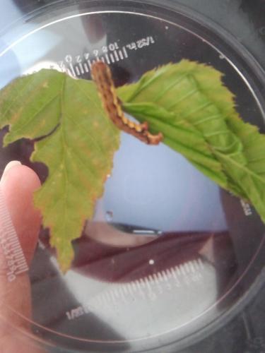 Erannis defoliaria