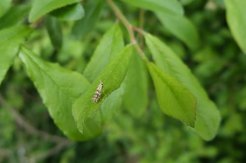 Phyllonorycter salicicolella