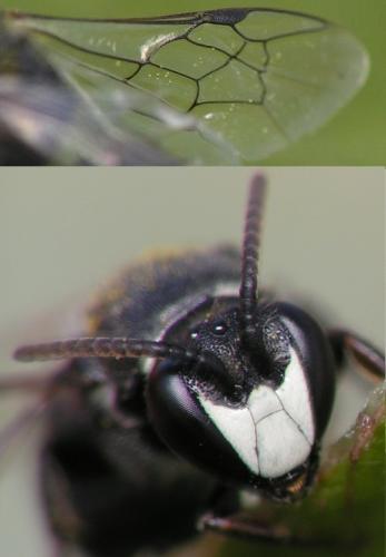 Réf. 139 392 : Hylaeus sp.