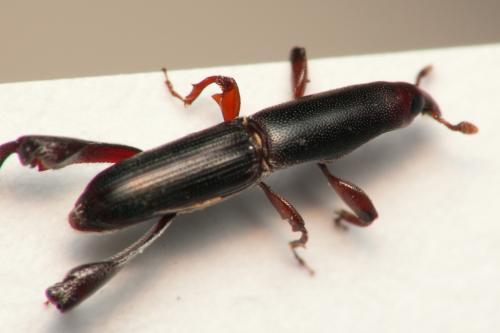 Phaenomerus sp.
