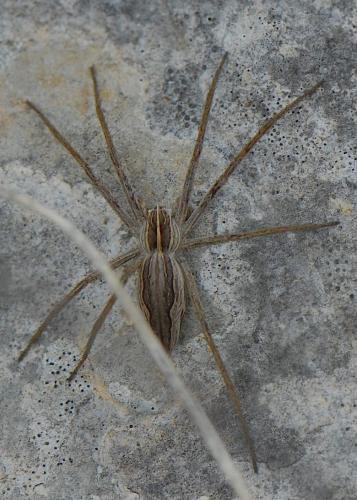 Pisaura mirabilis