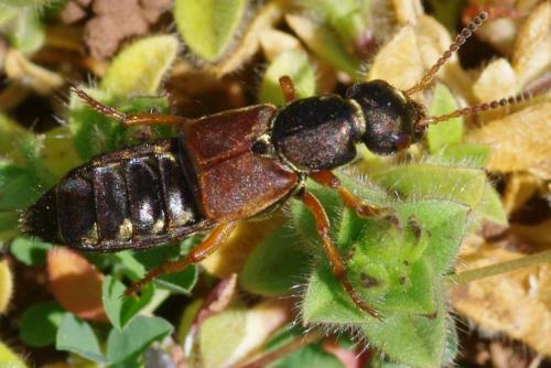 Réf. 139 069 : Staphylinus dimidiaticornis