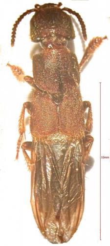 Platydracus reunionensis