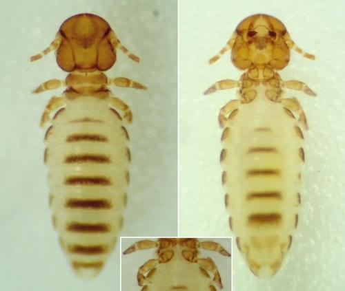 Werneckiella equi