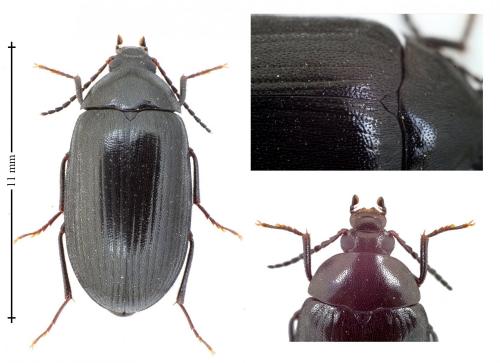 Prionychus fairmairii