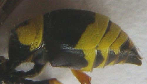 Ancistrocerus nigricornis