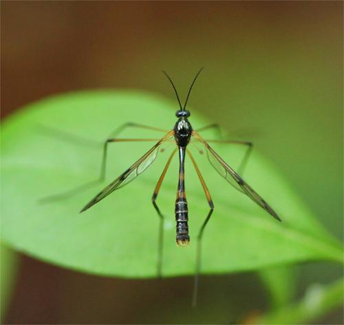 Ptychoptera lacustris