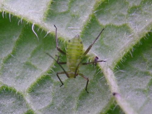 Brachycaudus sp.