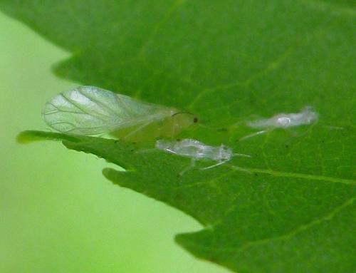 Euceraphis sp.
