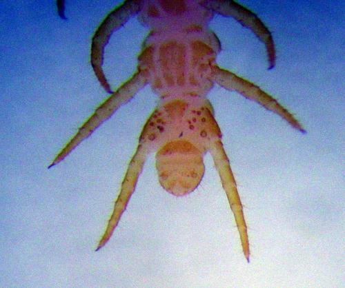 Réf. 139 310 : Strigamia acuminata