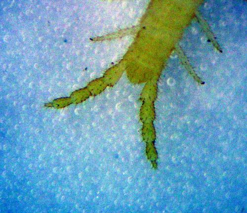 Schendyla nemorensis